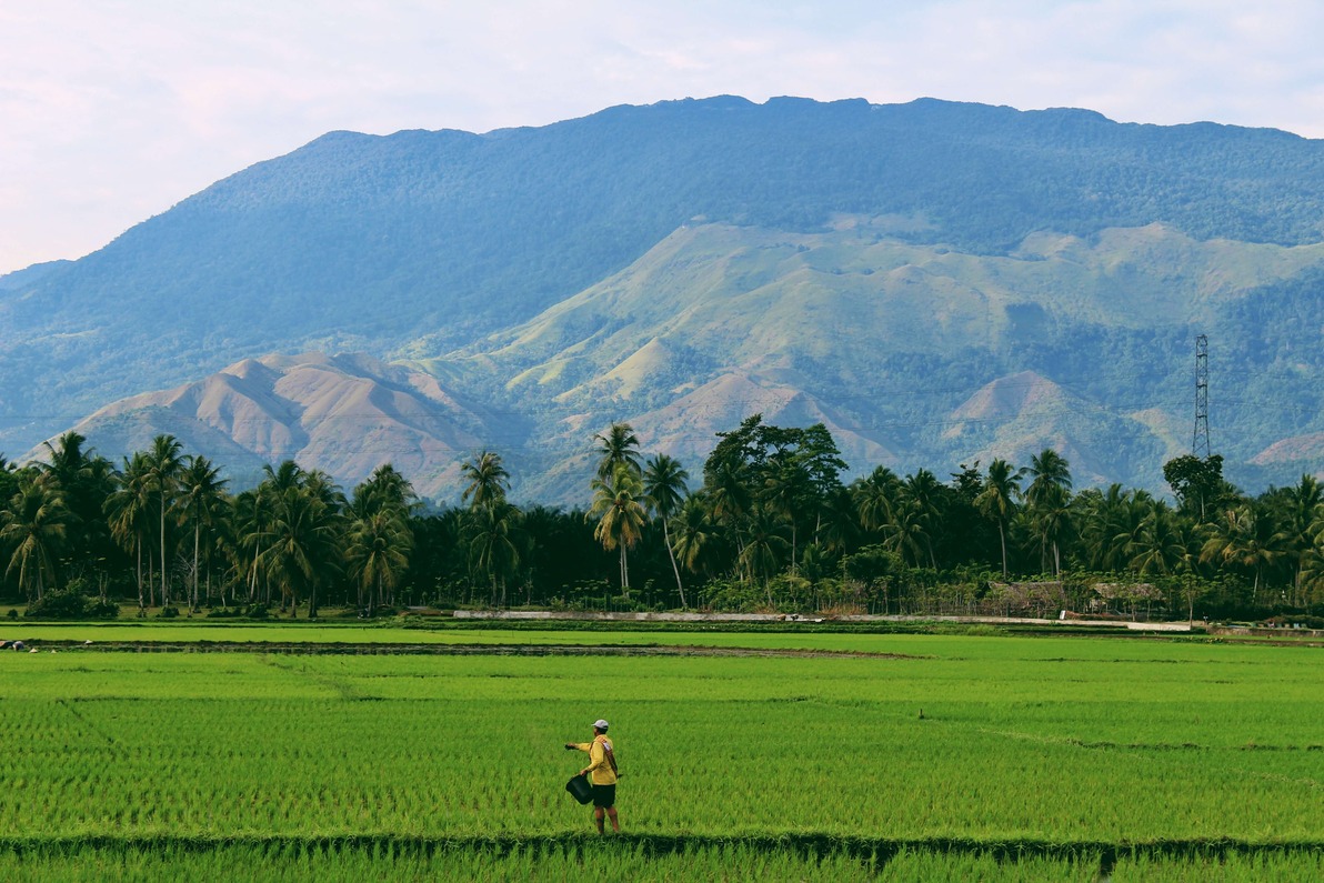 Rice Fields in ubud, Bali