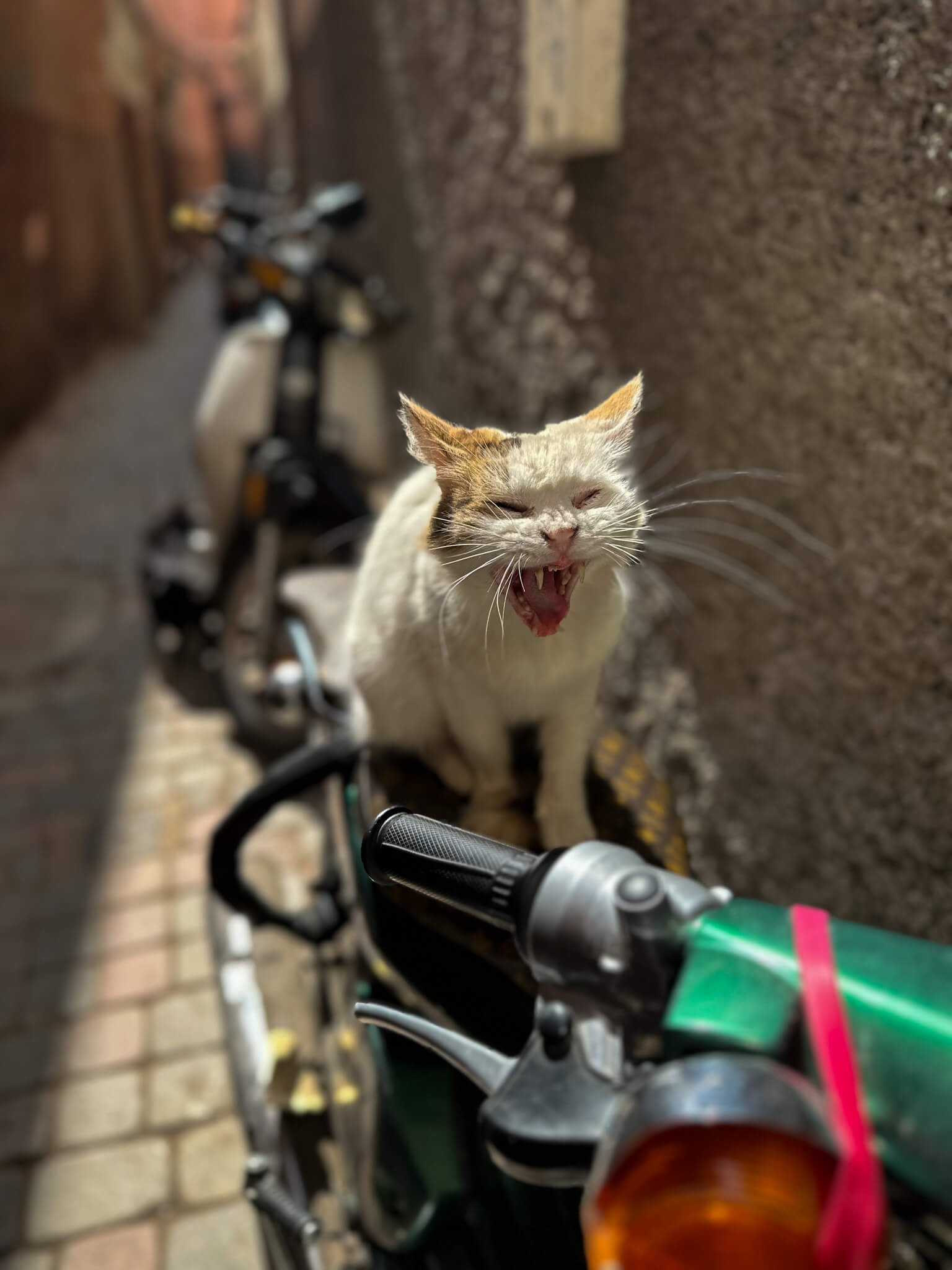 A cat on a motorbike in Tetouan, Morocco