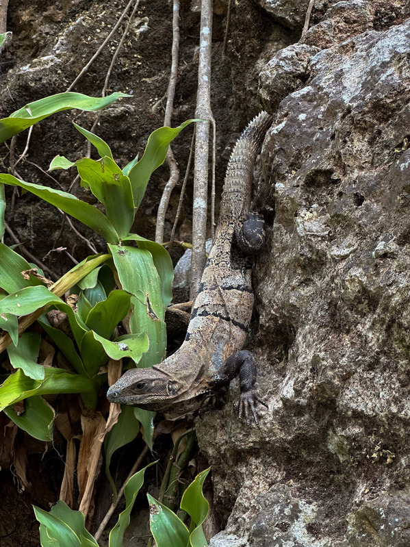 An Iguana in Mexico